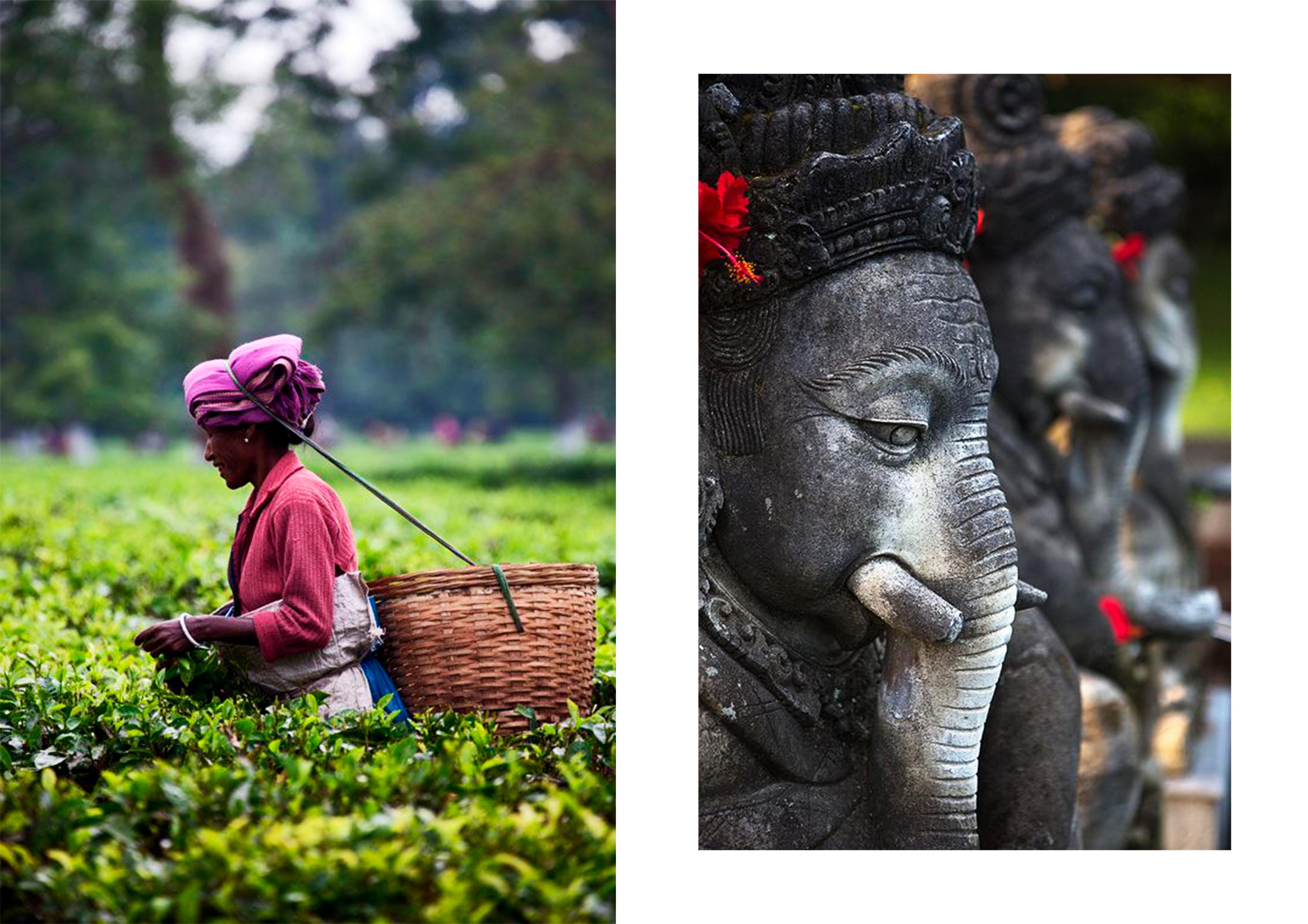 tea plantations in Assam