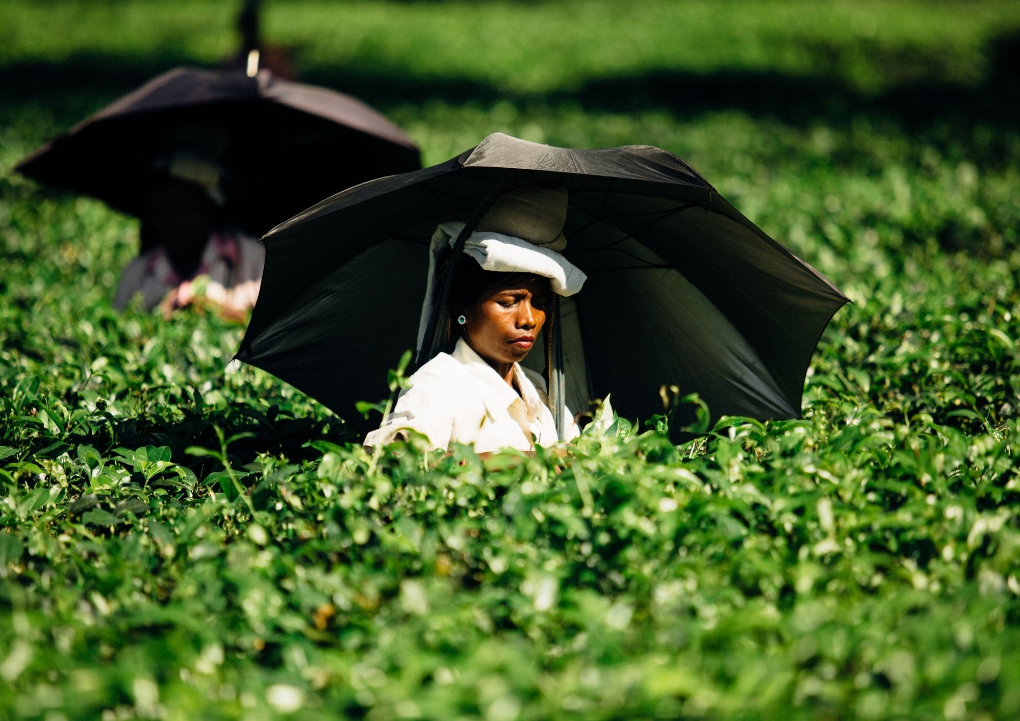 Femme indienne dans un champs de thé