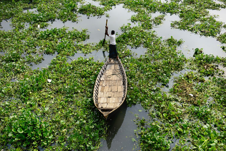 Tapis flottants de jacinthe d'eau en amazonie
