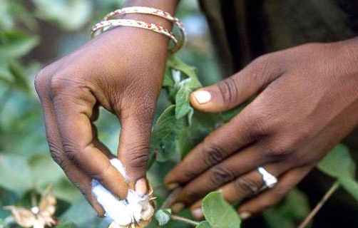 Cotton pick-up