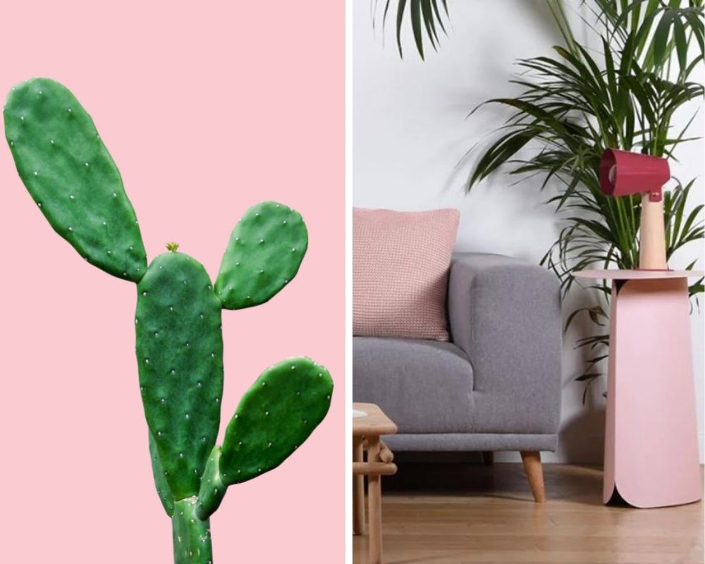 interior decoration and pink walls