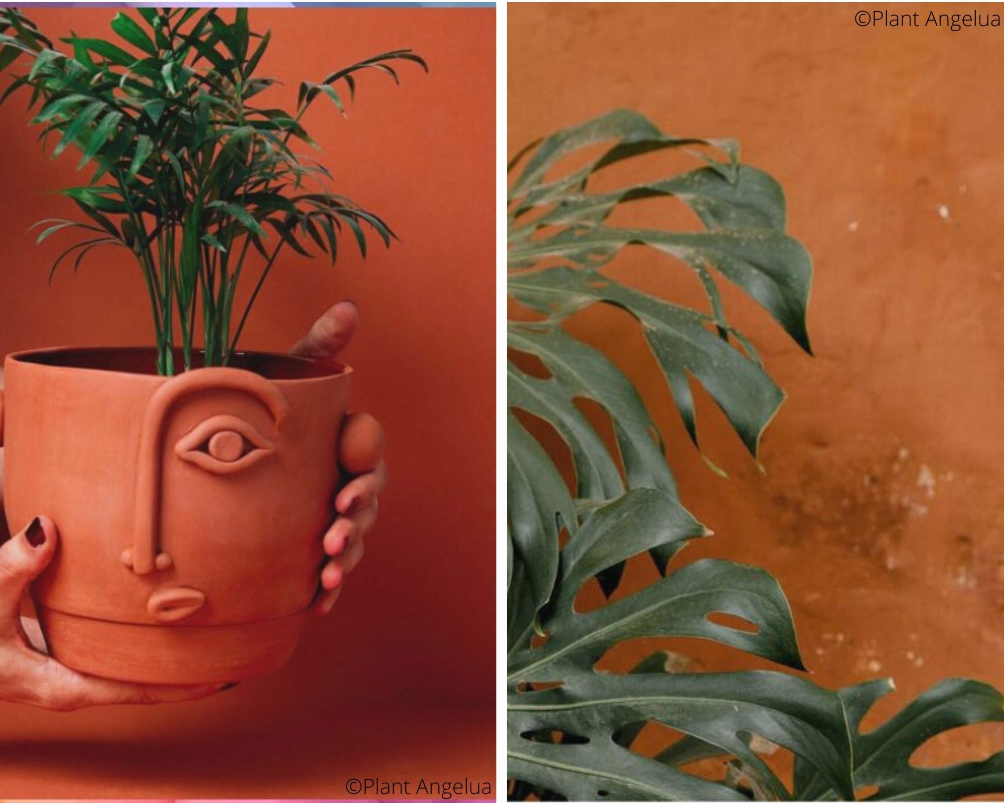 plants