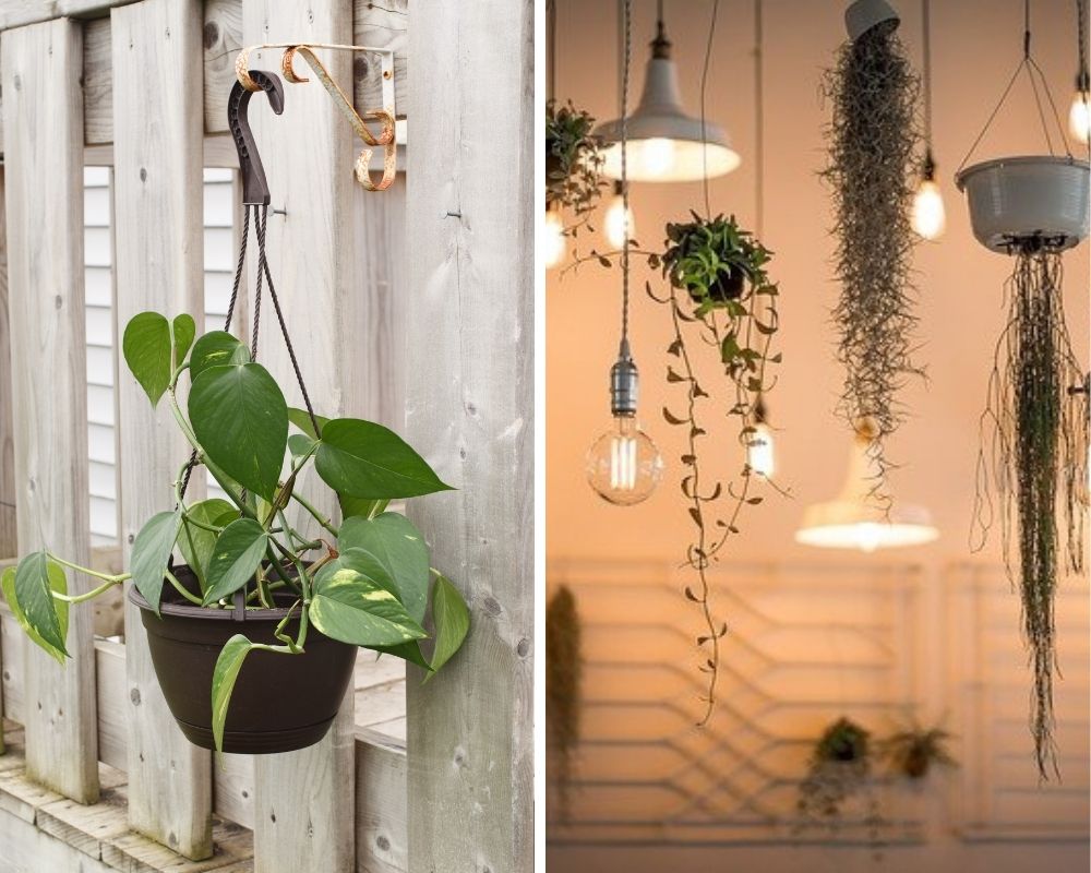 Hanging plants