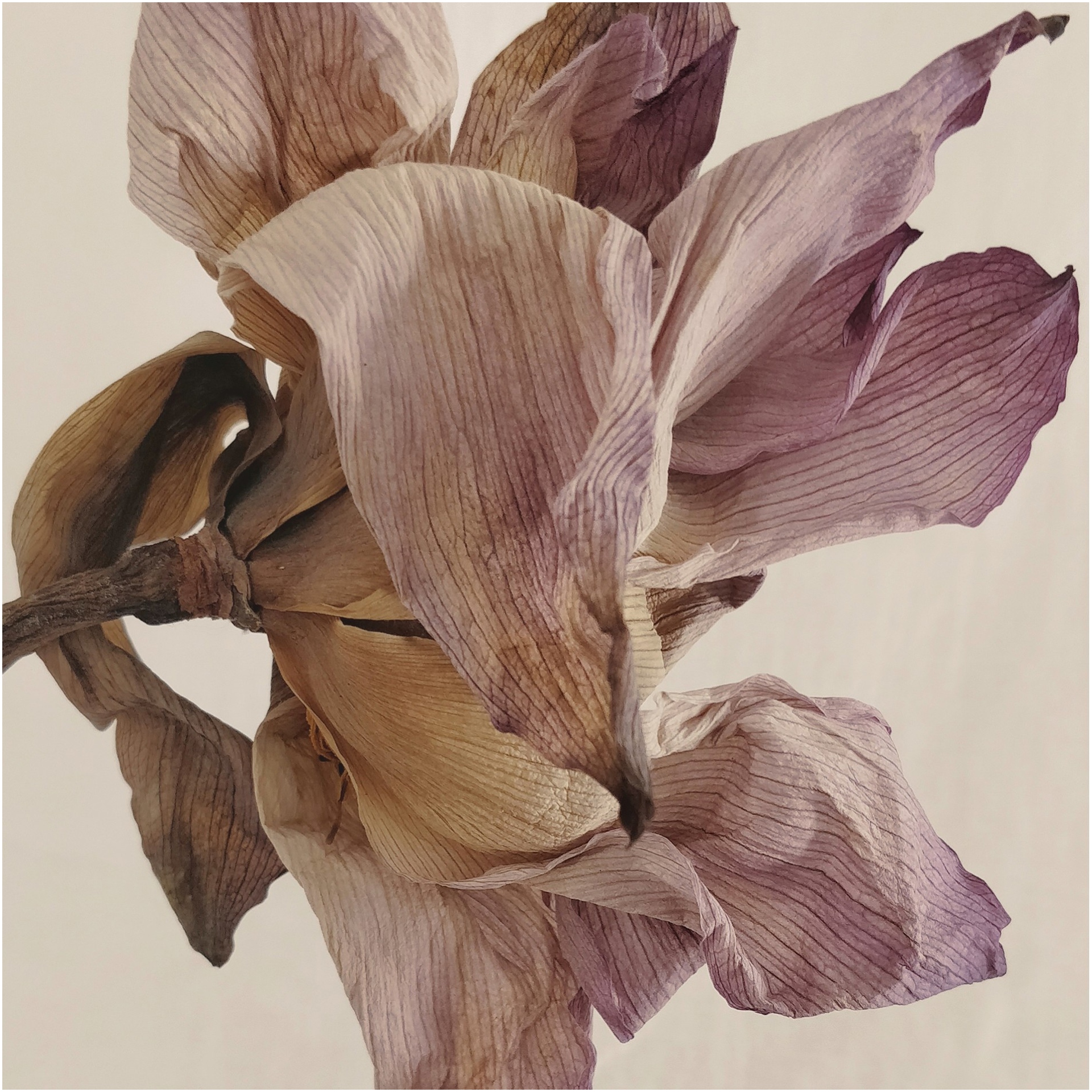 Imdad Barbhuyan, visual artist extraordinaire